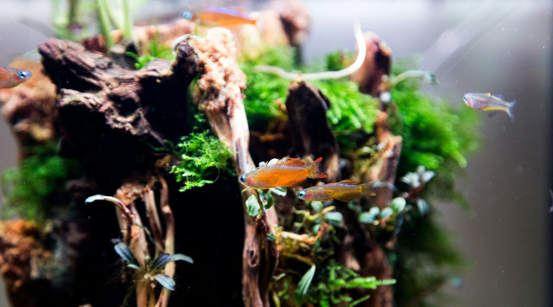 Hardscape