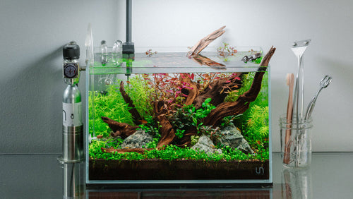 Aquascaping Starter-System