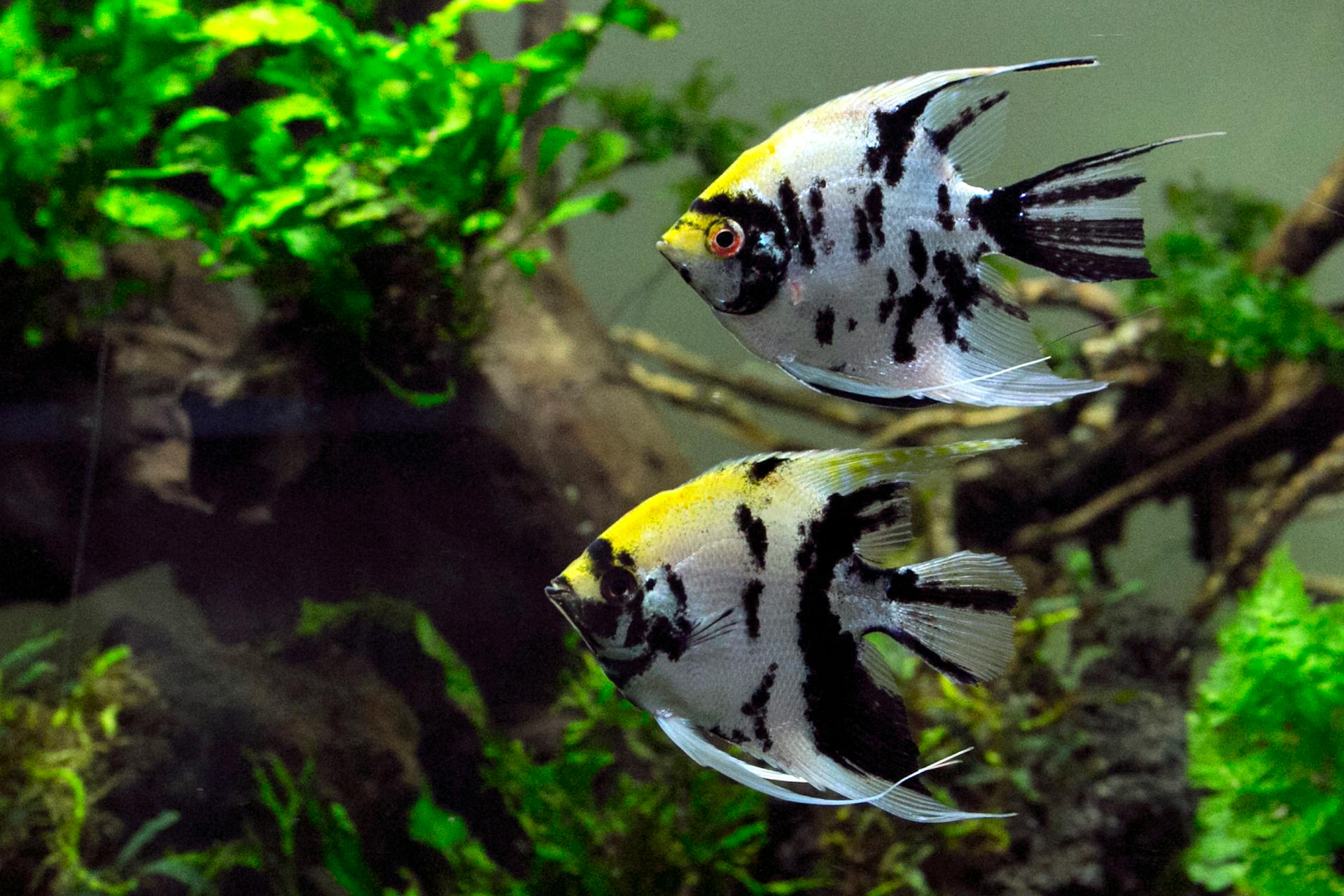 angelfish-lifestyle